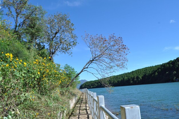 写真 青い空を背景にレールで植物の景色