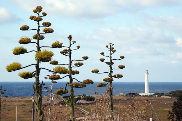 写真 雲の空を背景にしたビーチの植物の景色