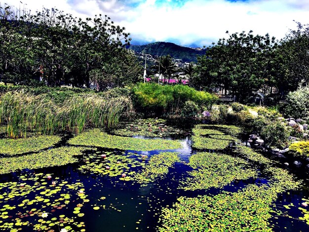 写真 公園の池の景色