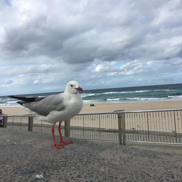 写真 海に逆らうレールに乗ったカモの景色