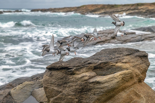 写真 浜辺のカモメの景色