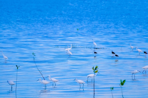 写真 湖上のカモメの景色