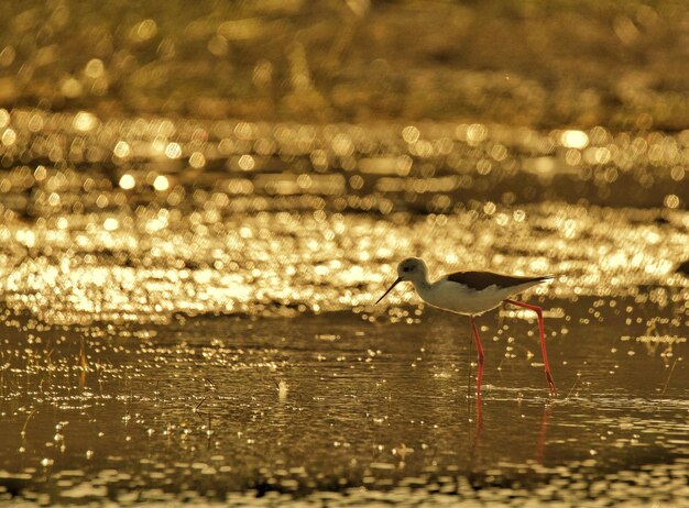 写真 夕暮れの海上のカモメの景色