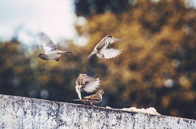 写真 ガチョウの景色