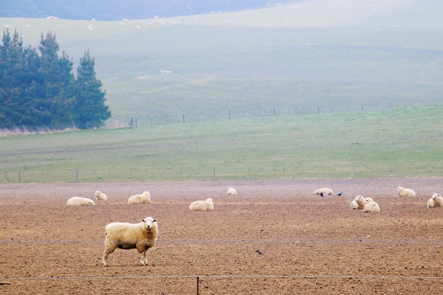 Фото Вид овец на поле
