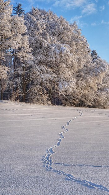 写真 雪で覆われた土地の景色