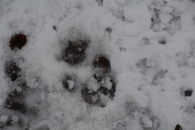 写真 雪に覆われた景色の景色