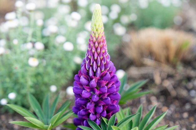 写真 春の花の景色