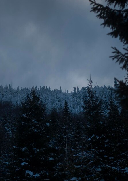 Фото Вид елей с заснеженными ветвями в лесу в горах вечером