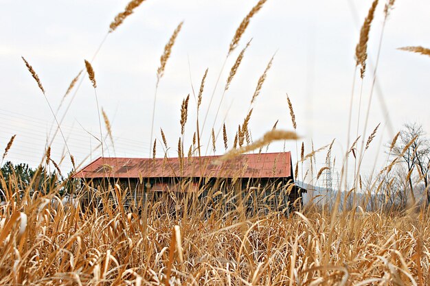 写真 空に照らされた畑の茎の景色