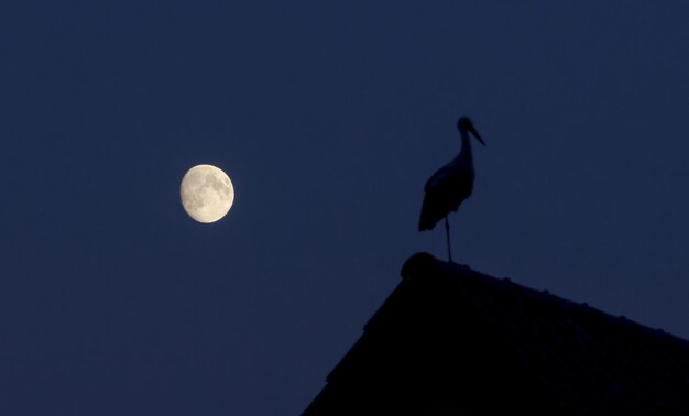 写真 晴れた夜の空に照らされたヒョウの景色