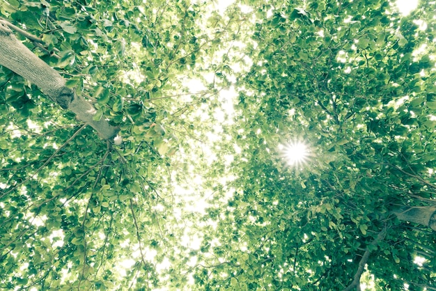 写真 古いものから大きなものまで、緑の葉がある樹木から下に向かって見ることができます。