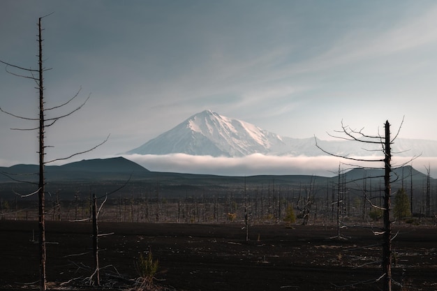 ロシアのカムチャツカ半島の死んだ森からのトルバチク火山の眺め