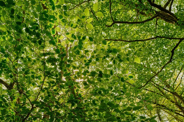 写真 木の葉を下から眺める