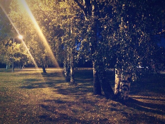 写真 夜の木の景色