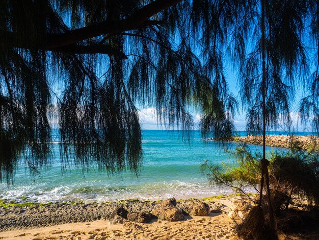 写真 海辺の木の景色