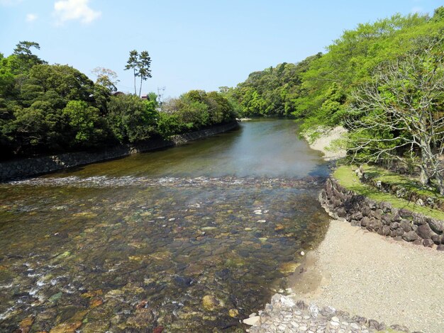 写真 川の木の景色