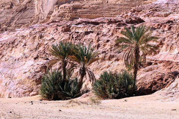 写真 砂漠の木の景色