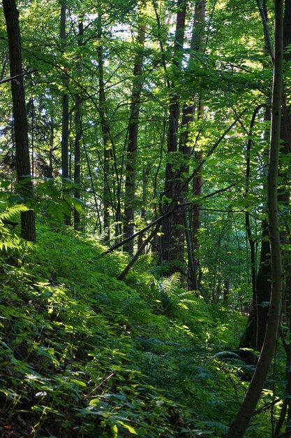 写真 森の木の景色