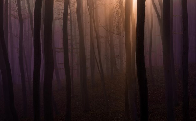 写真 森の木の景色