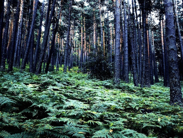 Фото Вид деревьев в лесу