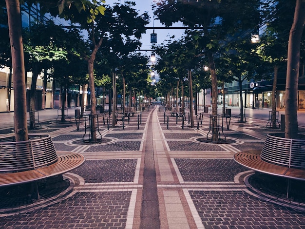 写真 公園の木の景色