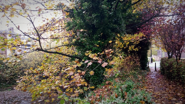 写真 公園の木の景色