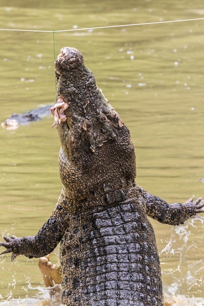 写真 湖のカメの景色