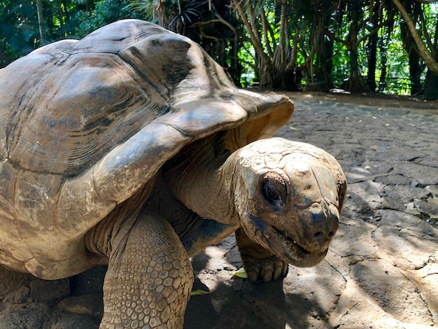 写真 動物園のカメの景色