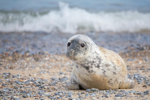 写真 浜辺のカメの景色