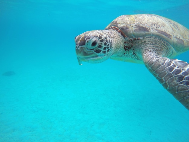 写真 海で泳ぐカメの景色