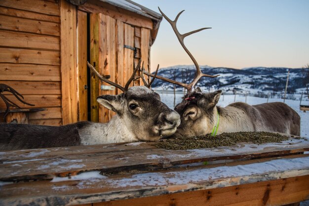 Фото Вид двух кошек на дереве зимой