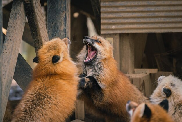 사진 두 마리의 고양이