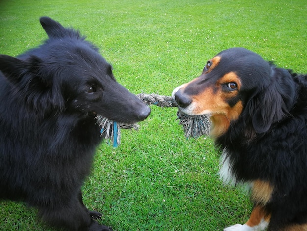 写真 フィールドの2匹の犬の景色