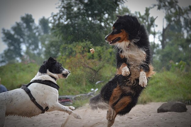 写真 陸上の2匹の犬の景色