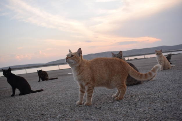 写真 路上の2匹の犬の景色