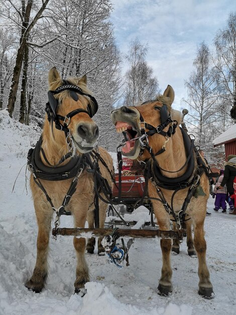 Фото Вид двух лошадей зимой