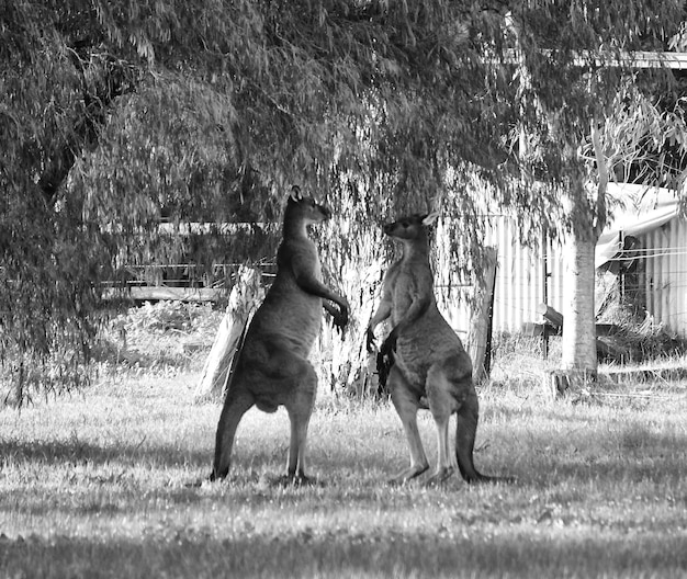 写真 フィールドでボクシングする2匹のカンガルーの景色