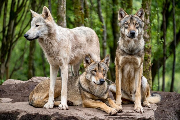 写真 自然保護区の2匹の木のオオカミの景色