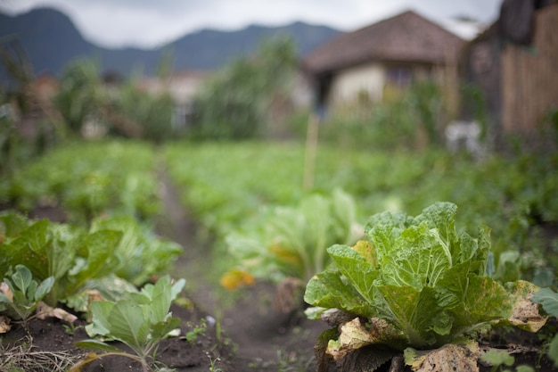 写真 野菜園の景色