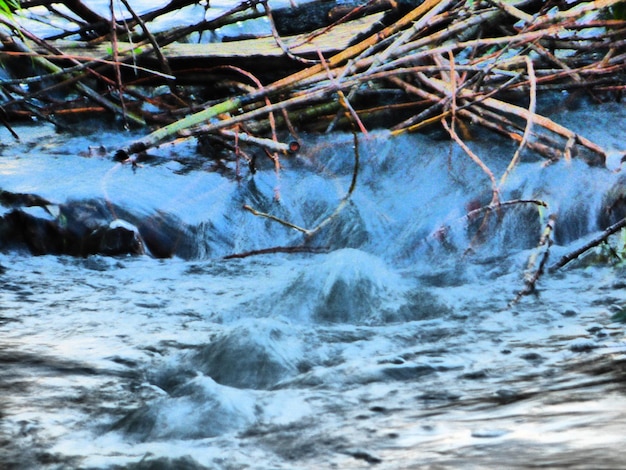 写真 木に水が散らばっている景色