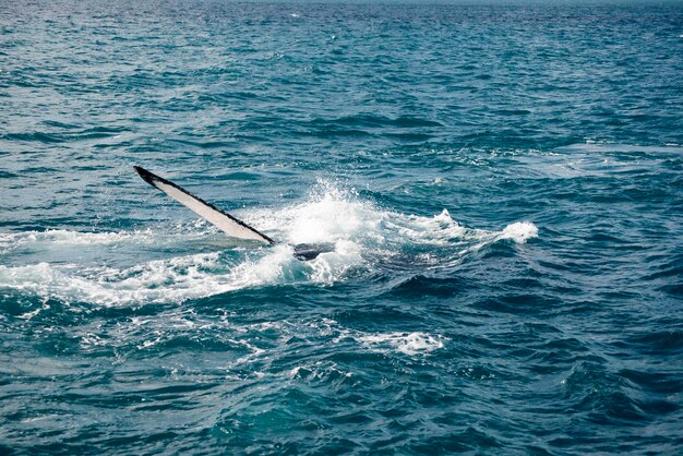 写真 海で泳ぐクジラの景色