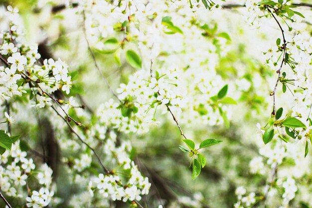 写真 白い花の植物の景色