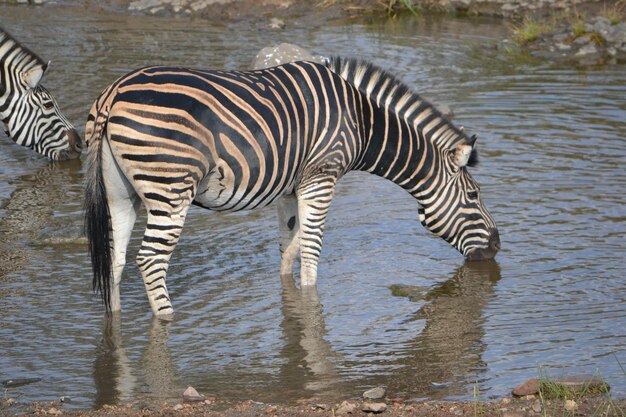 写真 水を飲むゼブラの景色