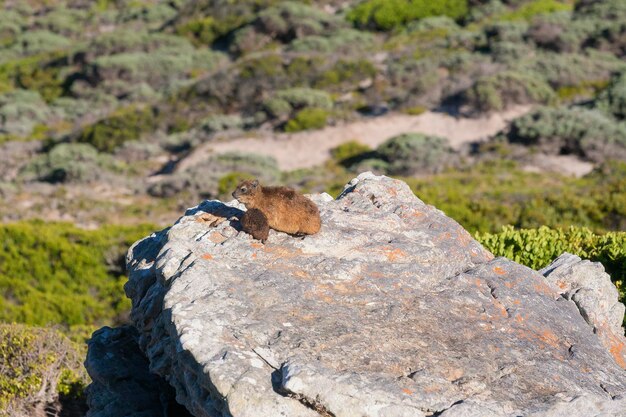 サウス・アフリカのケイプ・ポイント・エリア (Cape Point Area) の岩石の中に座っているスカール・ロック・ハイラックス (Sxall Rock Hyrax) の景色