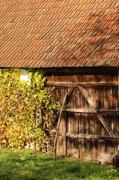 View of old barn with plant