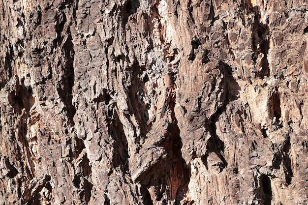 View of the old tree trunk Wood texture Tree background