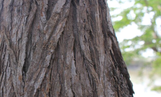 A view of old tree