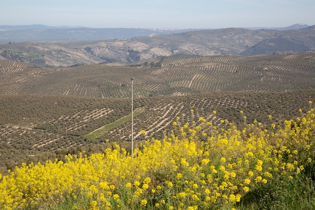 View of Olive Trees outside Cazola in Jaen, Spain