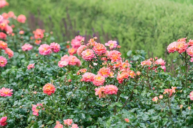 Вид на оранжевые и розовые кустовые розы, растущие в сплошной стене.